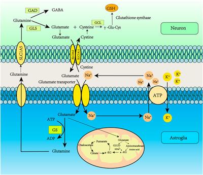 The mechanisms of ferroptosis and its role in alzheimer’s disease